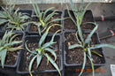 Yucca Nana im 2-3 Lt. Topf (Gesamthöhe inkl. Topf)