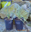 Yucca aloifolia x thompsoniana -40-70cm (Gesamthöhe inkl. Topf)