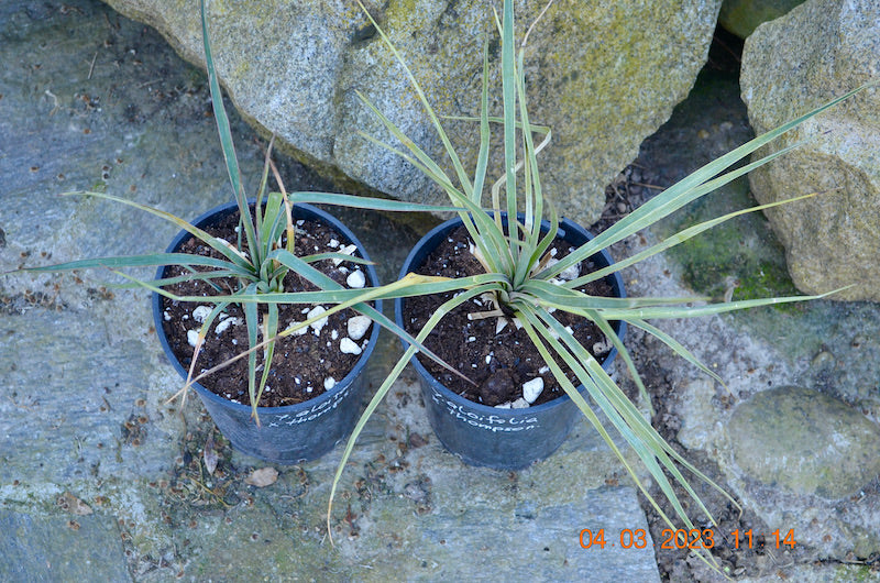Yucca aloifolia x Yucca thompsoniana green 35-45 cm / 2-3 Lt. Topf