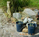 Yucca angustissima 45-55 cm (Gesamthöhe inkl. Topf) 3-5 Lt. Topf
