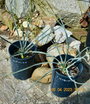 Yucca angustissima 45-55 cm (Gesamthöhe inkl. Topf) 3-5 Lt. Topf