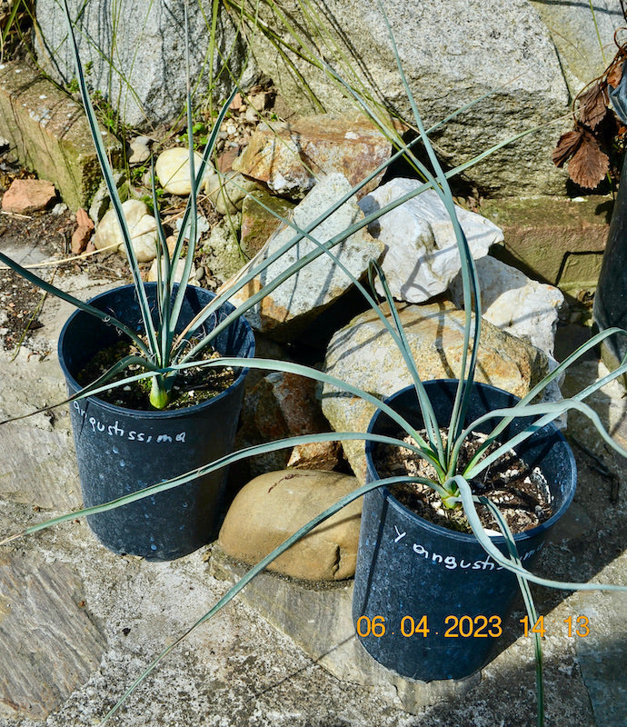 Yucca angustissima 45-55 cm / 3-5 Lt. Topf