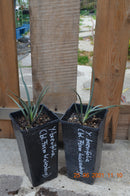 Yucca brevifolia (blaue Form "Wickenburg) 30-50cm (Gesamthöhe inkl. Topf) 2-3 Lt. Topf