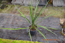 Yucca carnerosana / 70-100 cm (Gesamthöhe inkl. Topf)