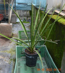 Yucca carnerosana / 70-100 cm (Gesamthöhe inkl. Topf)
