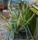 Yucca carnerosana / 70-100 cm (Gesamthöhe inkl. Topf)