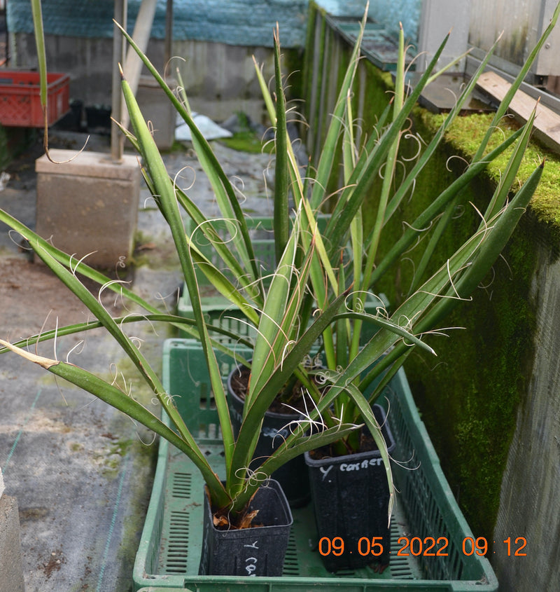 Yucca carnerosana / 70-100 cm