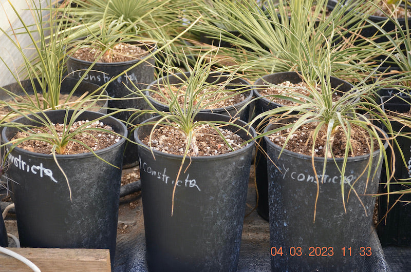 Yucca constricta 30-40 cm / 3-5 Lt. Topf