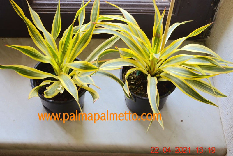 Yucca gloriosa citrus Twist 25-35cm / 4-6 Lt. Topf