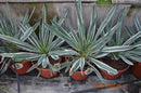 Yucca gloriosa Silber-keine variegata / 60-80 cm (Gesamthöhe inkl. Topf) Topf Ø 26 cm