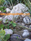 Yucca harrimaniae 20-30 cm (Gesamthöhe inkl. Topf) 3-5 Lt. Topf