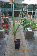 Yucca mixtecana 80-100 cm / Stamm 10-25 cm (Gesamthöhe inkl. Topf)