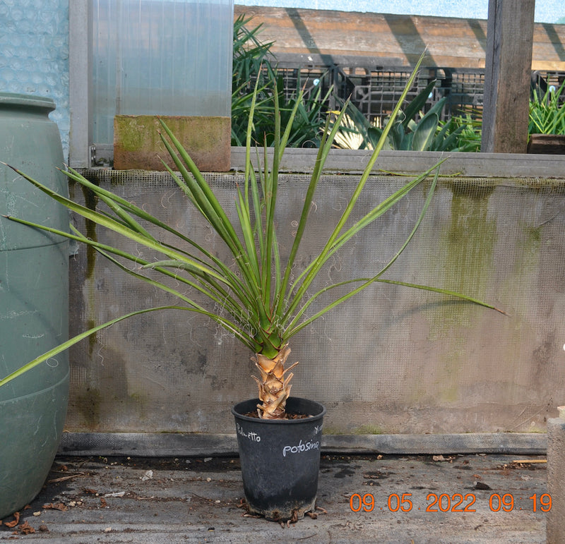 Yucca potosina Guadalcazar 70-90 cm / Stamm 5-10 cm