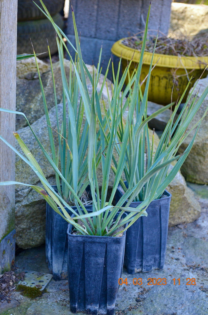 Yucca Rigida 40-60 cm (Gesamthöhe inkl. Topf) 3-5 Lt. Topf