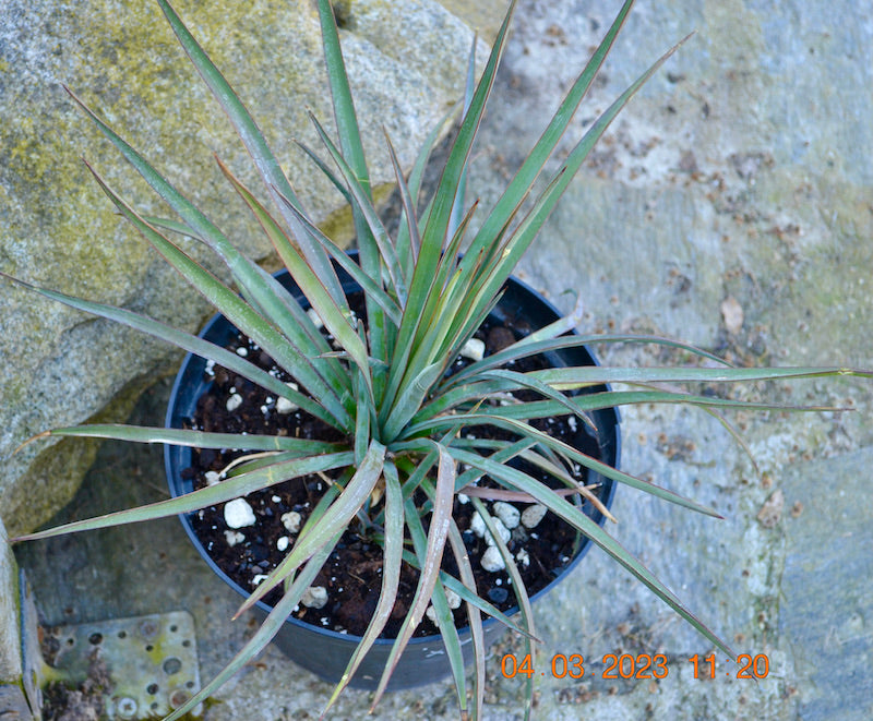 Yucca rostrata x baccata 45-55 cm mit Ableger / 3-5 Lt. Topf
