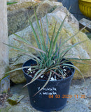 Yucca rostrata x baccata 45-55 cm (Gesamthöhe inkl. Topf) 3-5 Lt. Topf