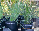 Yucca schidigera "Mojave Yucca" 45-60 cm (Gesamthöhe inkl. Topf) 3-5 Lt. Topf