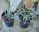 Yucca schidigera "Mojave Yucca" 45-60 cm (Gesamthöhe inkl. Topf) 3-5 Lt. Topf