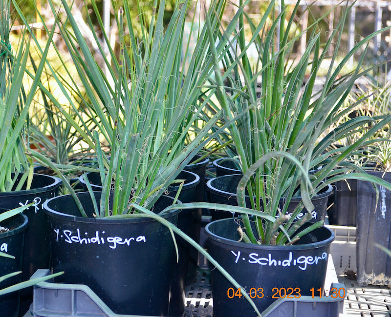 Yucca schidigera "Mojave Yucca" 45-60 cm / 3-5 Lt. Topf