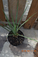 Yucca x schottii 30-40 cm (Gesamthöhe inkl. Topf) 2-3 Lt. Topf