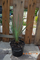 Yucca x schottii 30-40 cm (Gesamthöhe inkl. Topf) 2-3 Lt. Topf