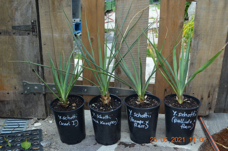 Yucca schottii x thomps. 50-60 cm / 2-3 Lt. Topf