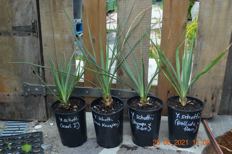 Yucca schottii x (recurvifolia x karlsruhensis) 40-60 cm / 2-3 Lt. Topf