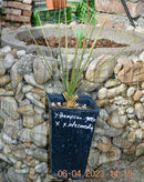 Yucca thompsoniana green x Y. intermedia/ 40-50 cm (Gesamthöhe inkl. Topf)