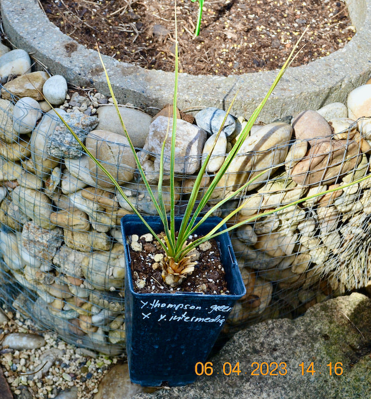 Yucca thompsoniana green x Y. intermedia/ 40-50 cm
