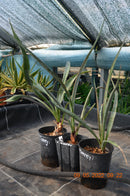 Yucca torreyi / 50-60 cm (Gesamthöhe inkl. Topf)