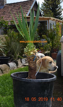 Yucca recurvifolia 90-110 cm / mit Topf Nr.1