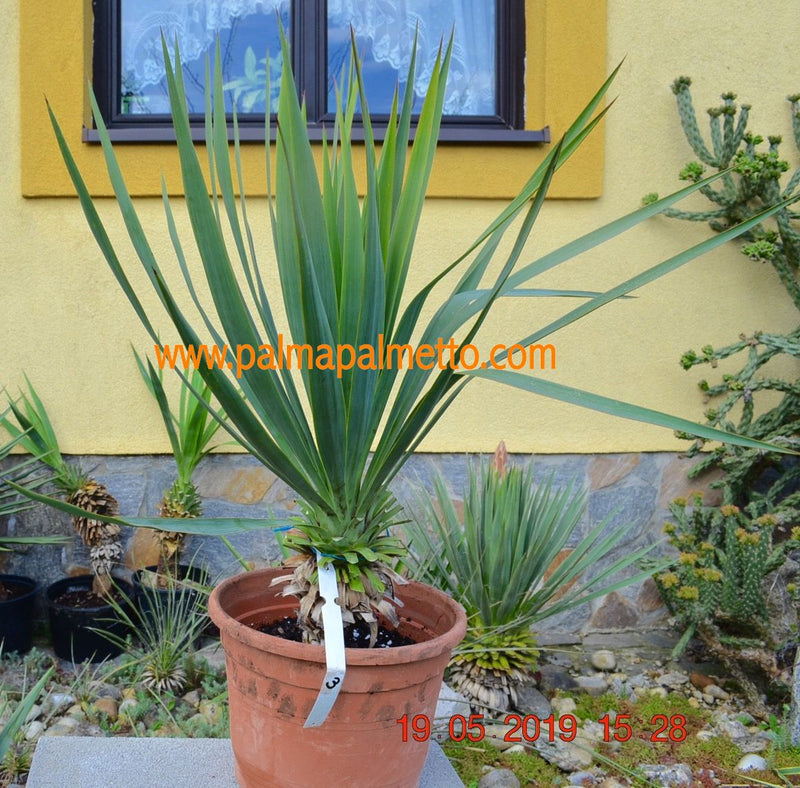 Yucca gloriosa Hybrid 90-110 cm / mit Topf Nr.3