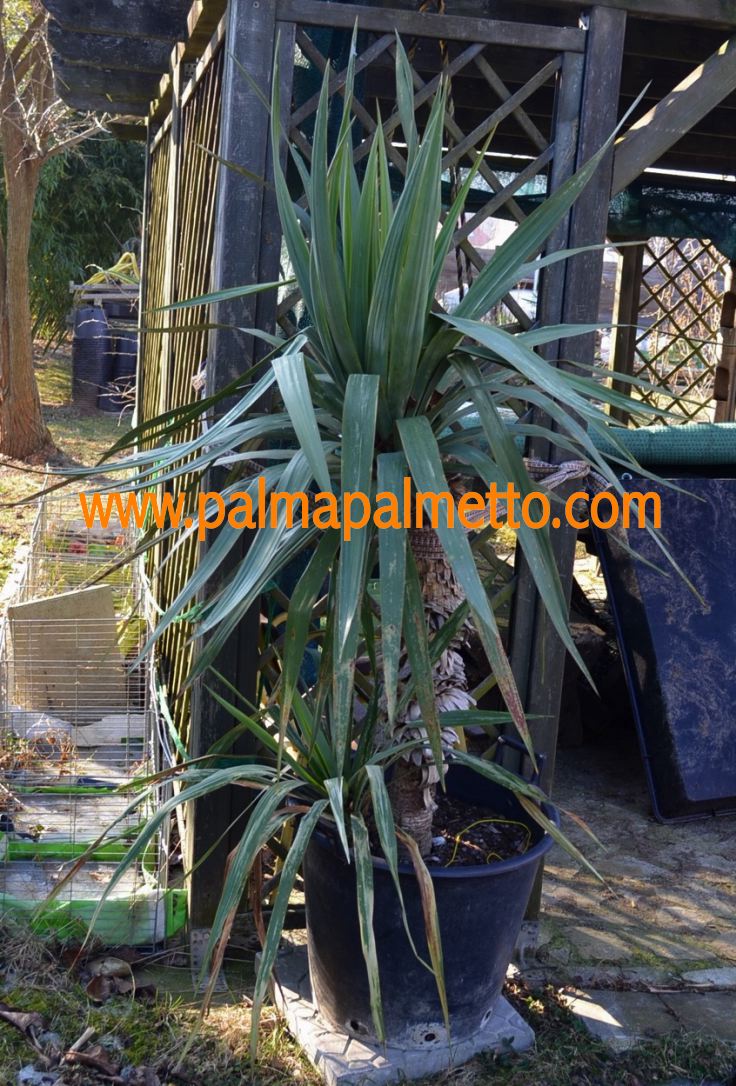 Yucca recurvifolia x gloriosa "Hybrid" ca. 150 cm / 50 Lt. Topf