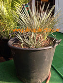 Yucca Elata -23°C / "Vielkopf"