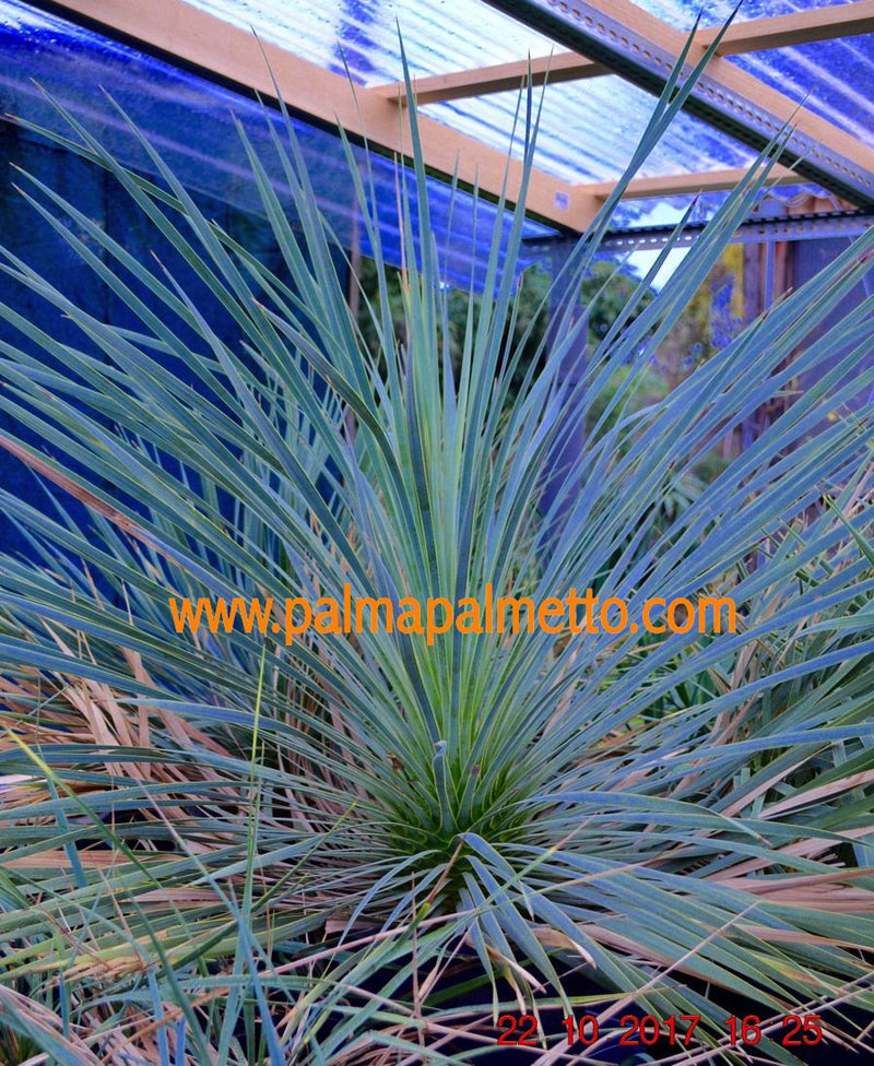 Yucca rostrata / 70-90 cm buschig