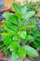 Riesen Zedratzitrone 120-150 cm (Gesamthöhe inkl. Topf) im 5-7 Lt. Topf