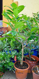 Riesen Zedratzitrone 120-150 cm (Gesamthöhe inkl. Topf) im 5-7 Lt. Topf