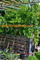 Ziziphus jujuba - Chinesische Dattel, Gioggiolo / 180-220 cm mit Stamm