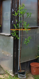 Granat-Birne "Blutbirne" 200 cm Stammhöhe: 120 cm / 5-6 Lt.Topf