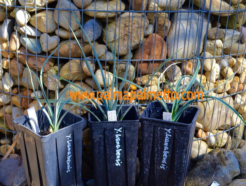 Yucca Kanabensis / 30-40 cm