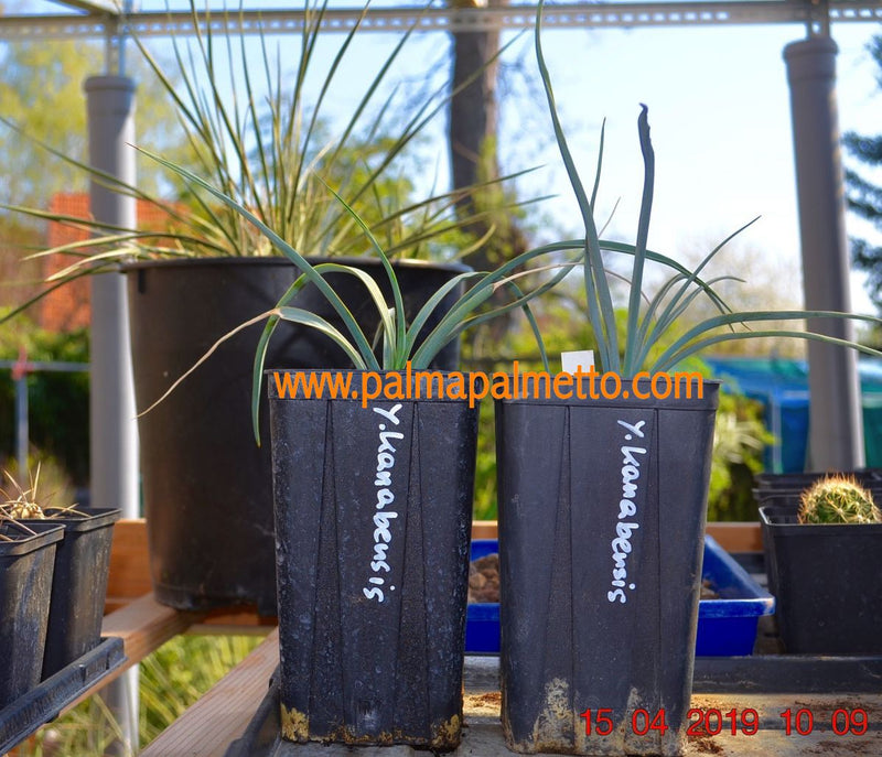 Yucca Kanabensis / 30-40 cm